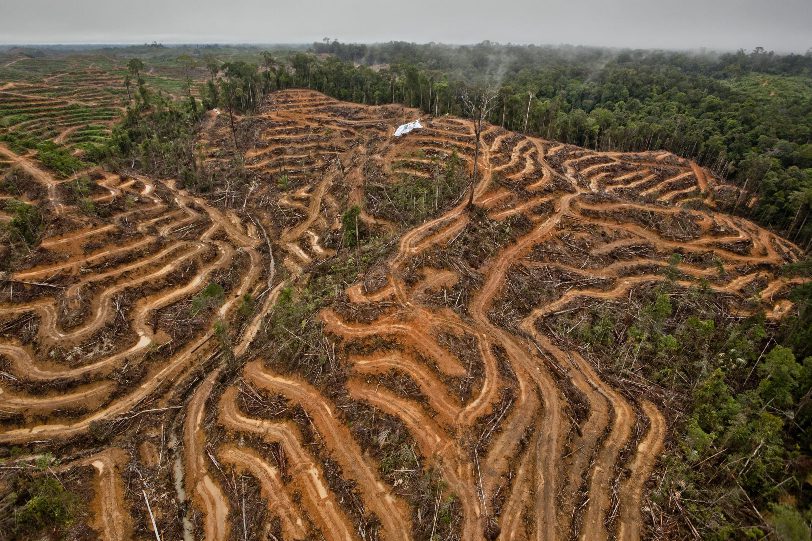 Greenpeace challenges palm oil